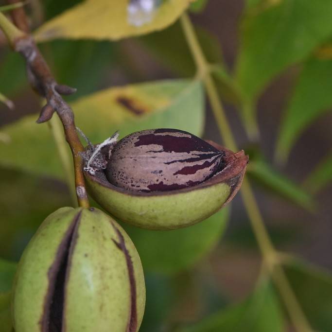 hardy pecan (Carya illinoinensis) plant — close-up photo
