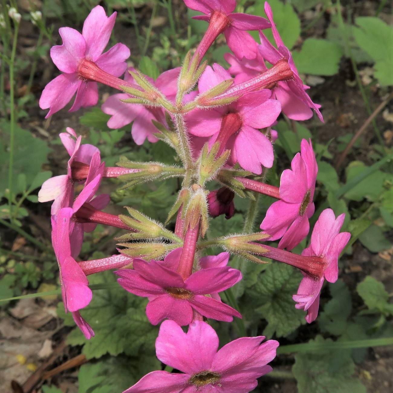 hardy primrose (Primula kisoana) plant