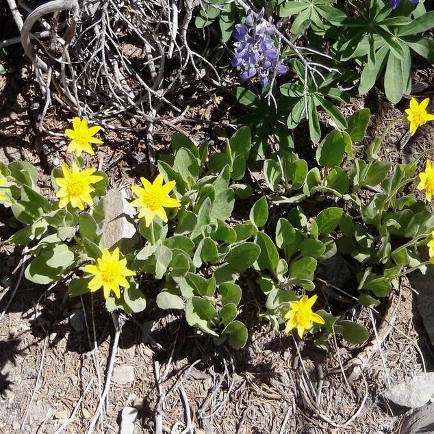 Heartleaf Arnica (Arnica cordifolia) plant