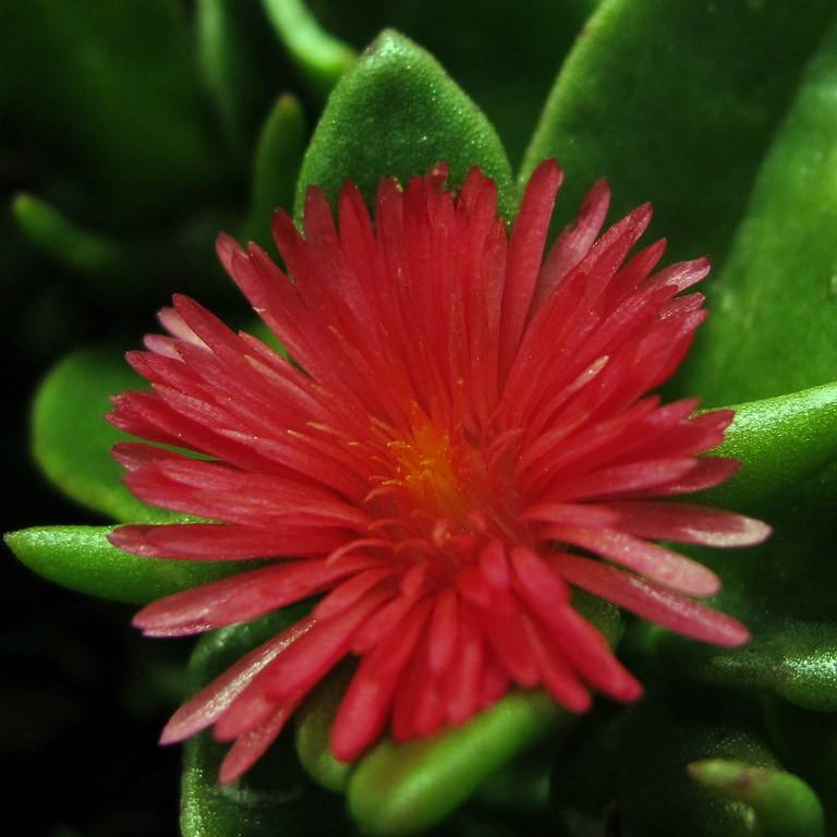 heartleaf iceplant (Mesembryanthemum cordifolium) plant