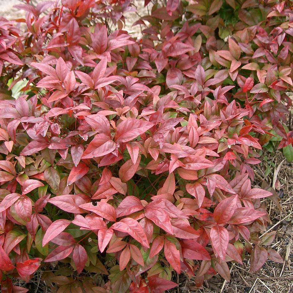 heavenly bamboo (Nandina domestica 'Tuscan Flame') plant