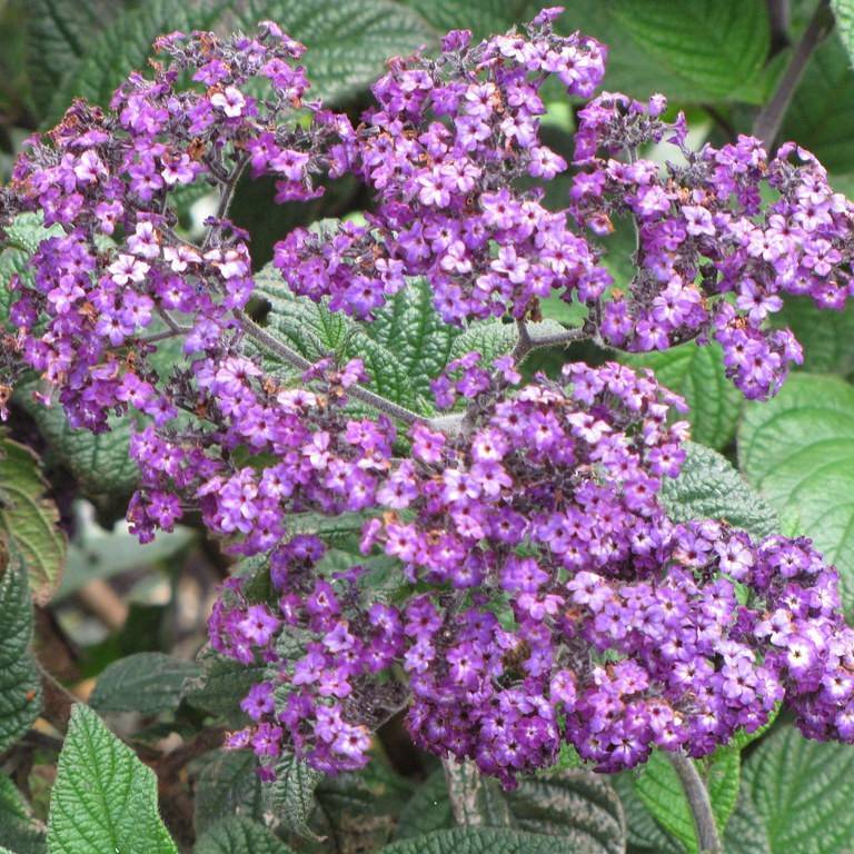 heliotrope (Heliotropium arborescens) plant