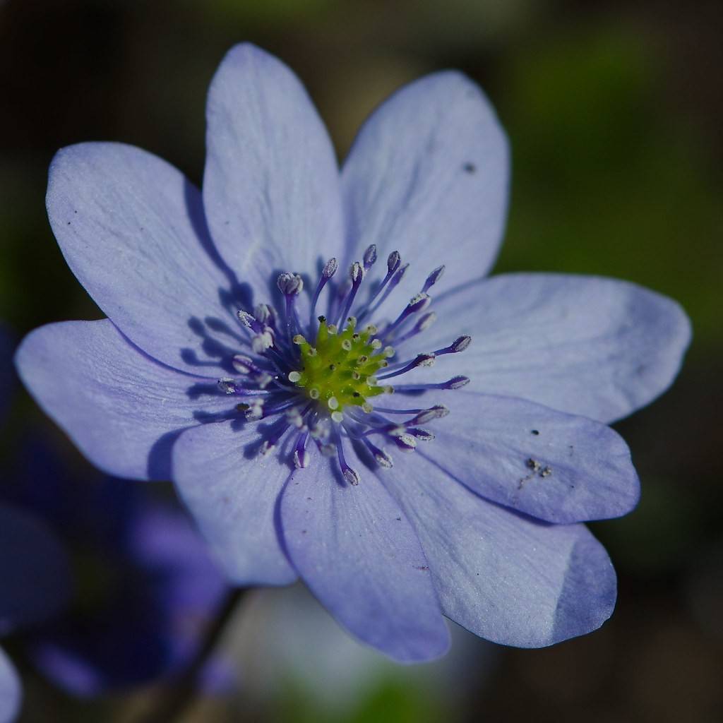 hepatica (Hepatica transsilvanica) plant