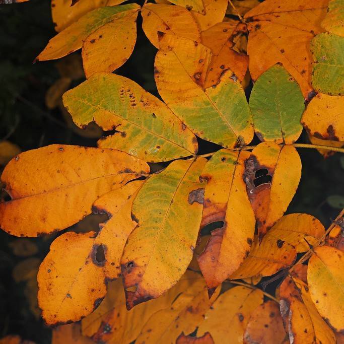 hickory (Carya laneyi) plant — close-up photo
