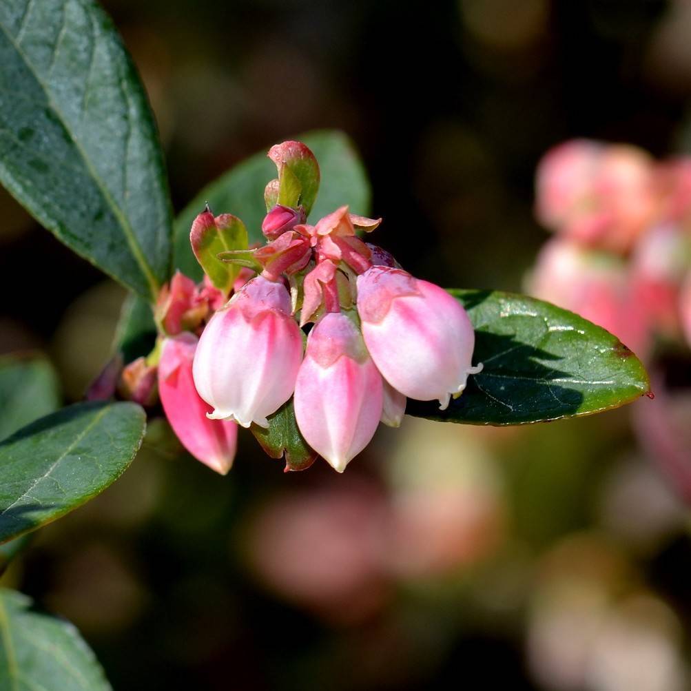 highbush blueberry (Vaccinium 'Sunshine Blue') plant
