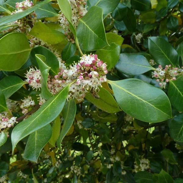 Highclere holly (Ilex x altaclerensis) plant