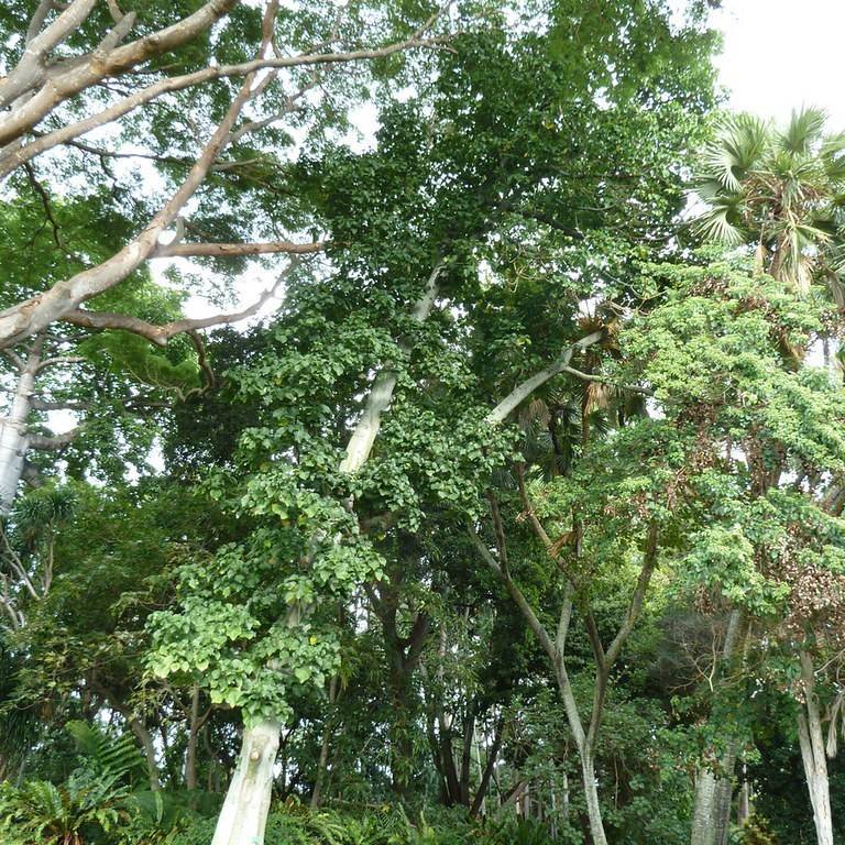 hildegardia (Hildegardia barteri) plant