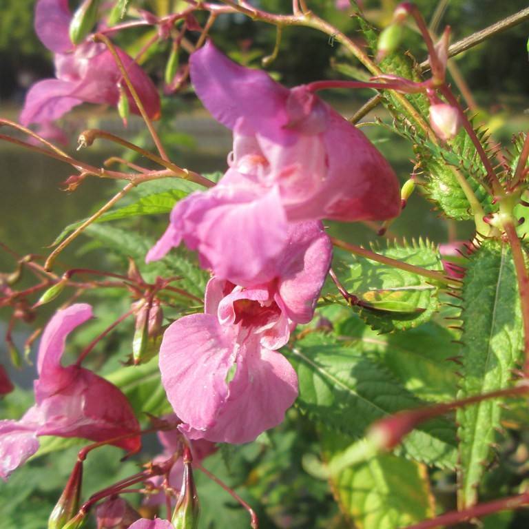 Himalayan balsam (Impatiens glandulifera) plant