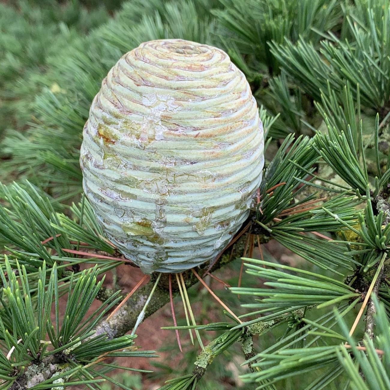 Himalayan cedar (Cedrus deodara 'Shalimar') plant — close-up photo