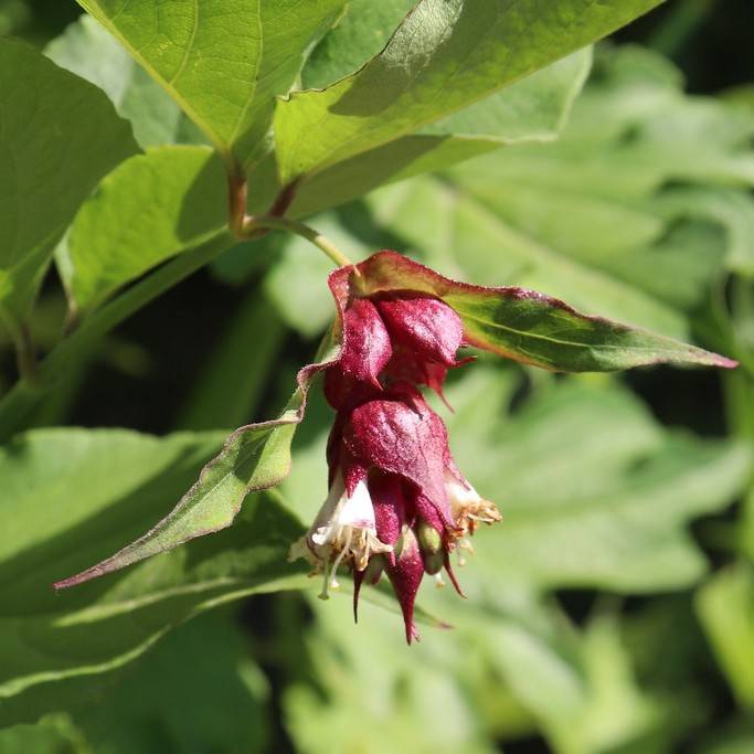 Himalayan honeysuckle (Leycesteria formosa) plant