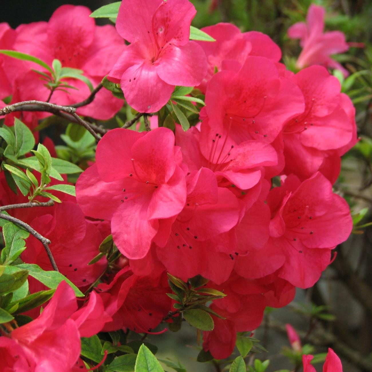 Hino Crimson azalea (Rhododendron 'Hino Crimson') plant