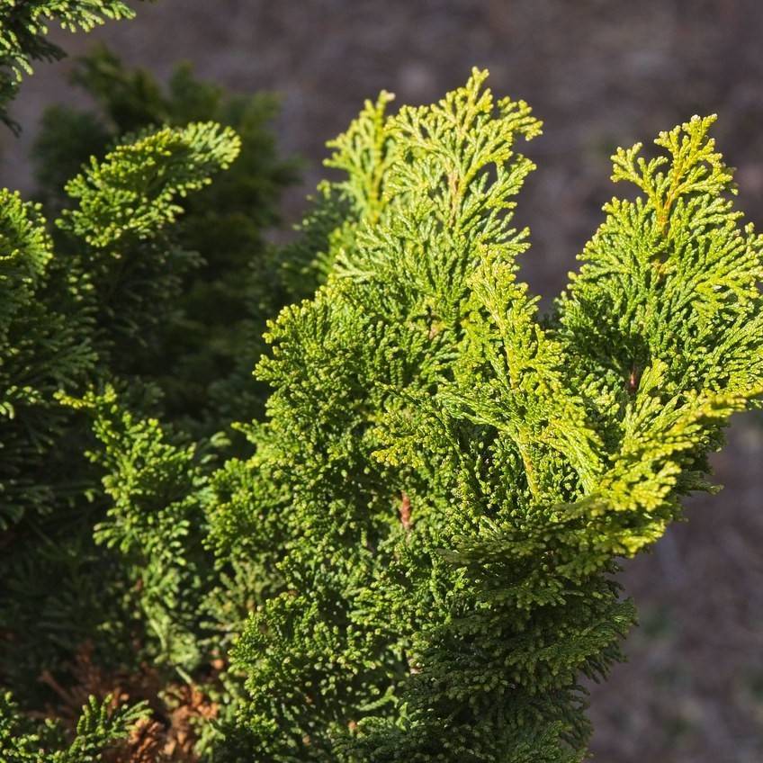hinoki cypress (Chamaecyparis obtusa 'Nana') plant — close-up photo