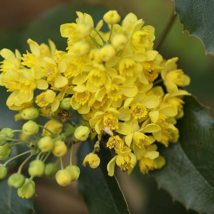 Holly Leaved Barberry (Mahonia aquifolium) plant