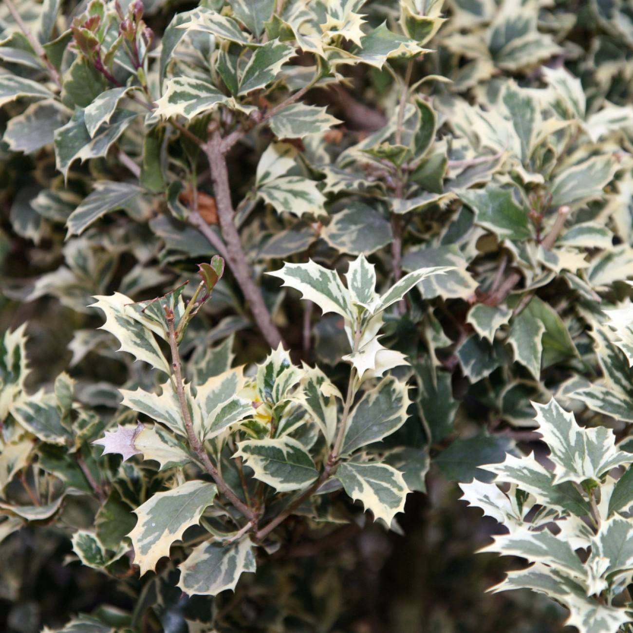 holly olive (Osmanthus heterophyllus 'Variegatus') plant