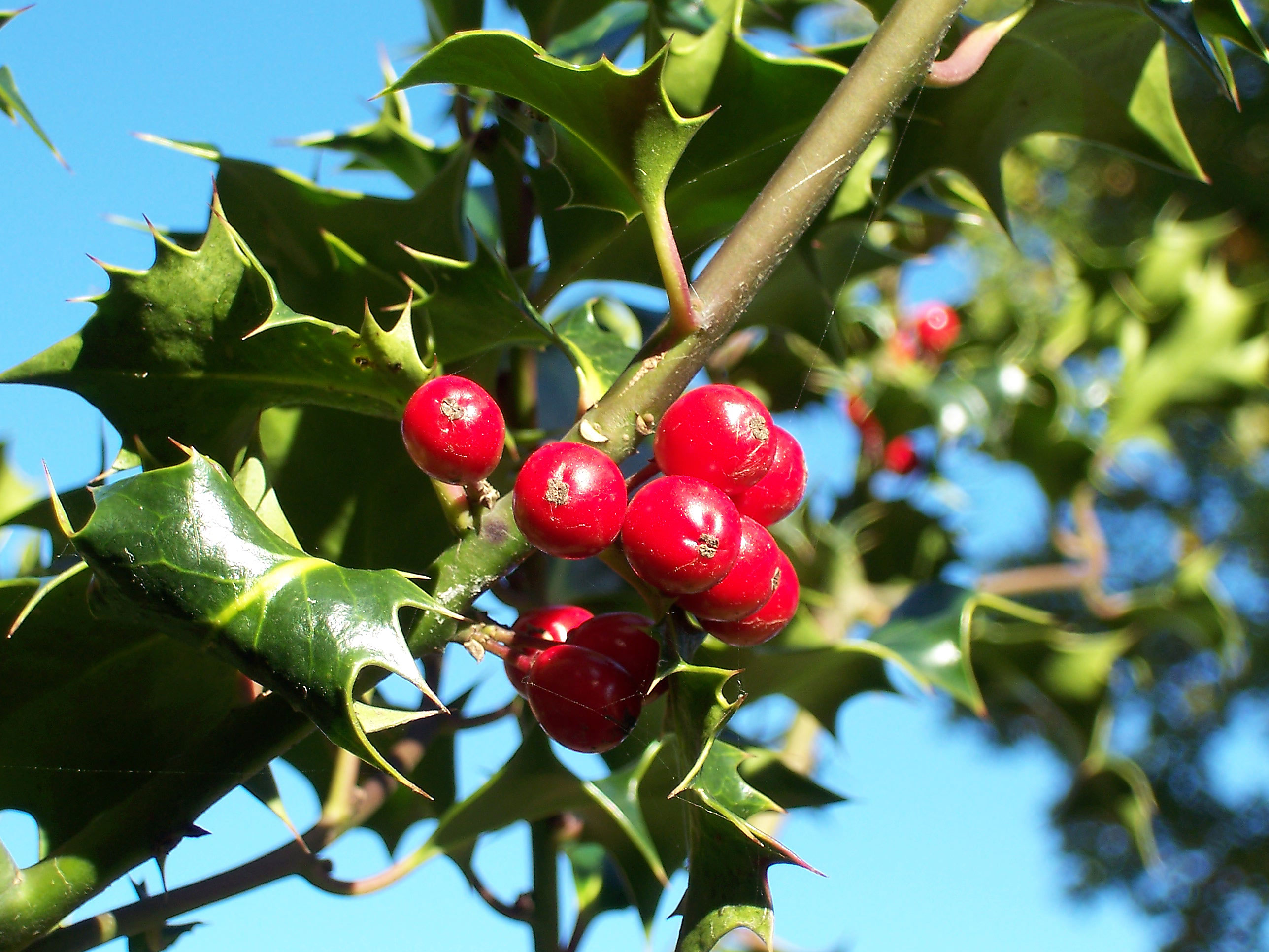 Holly (Ilex aquifolium) plant