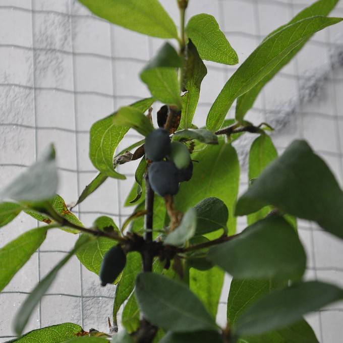 honeyberry (Lonicera kamtschatica) plant