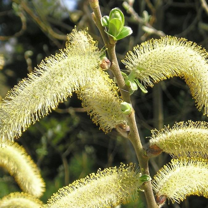 Hooker's willow (Salix hookeriana) plant