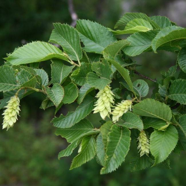 hop hornbeam (Ostrya carpinifolia) plant