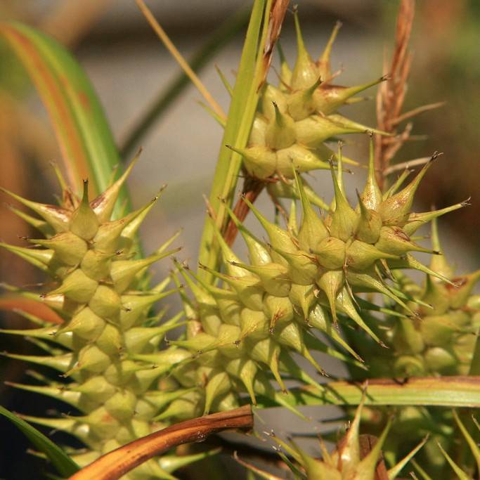 Hop Sedge (Carex lupulina) plant