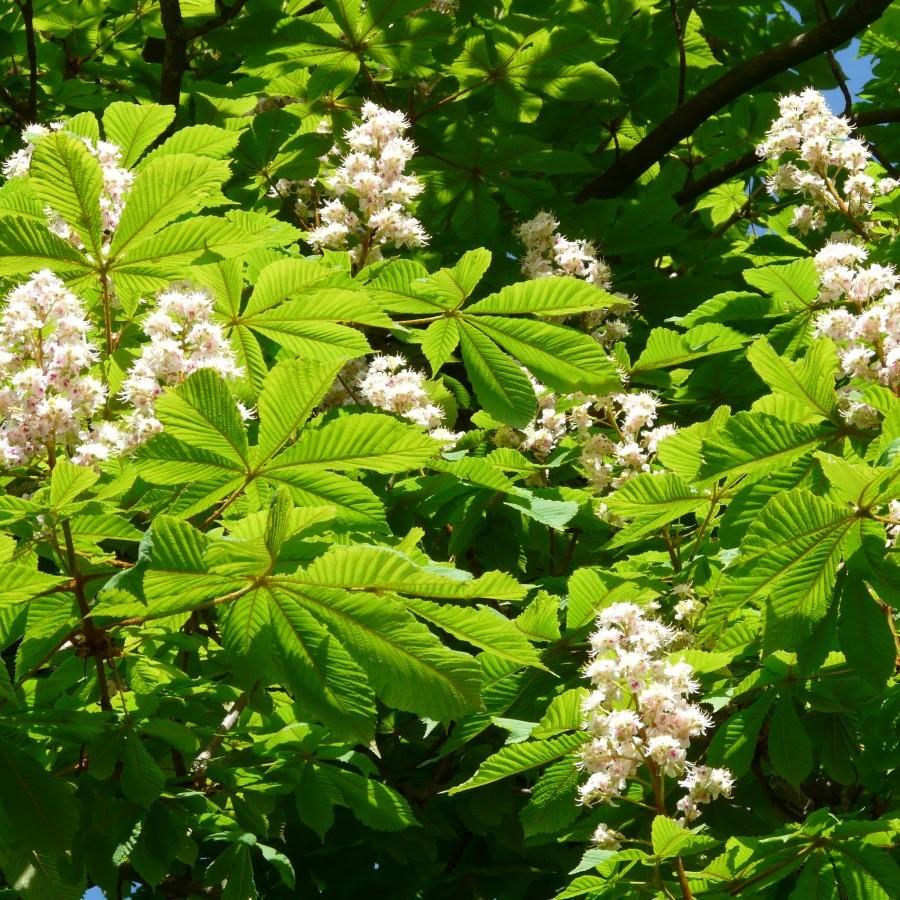 horse chestnut (Aesculus hippocastanum 'Baumannii') plant — close-up photo