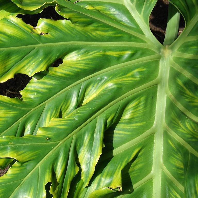 horsehead philodendron (Philodendron bipinnatifidum) plant