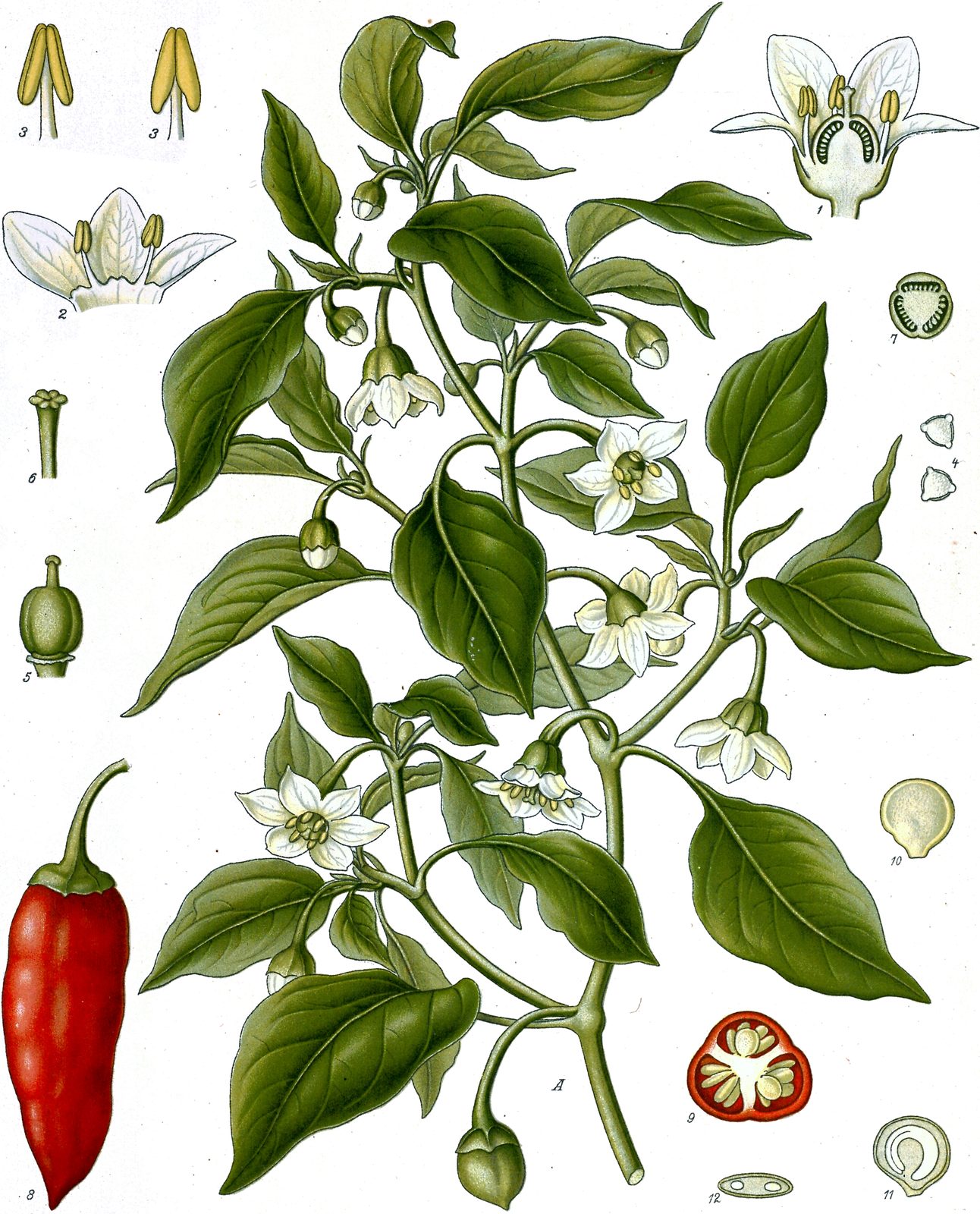 hot pepper (Capsicum annuum 'Holy Mole') plant — close-up photo