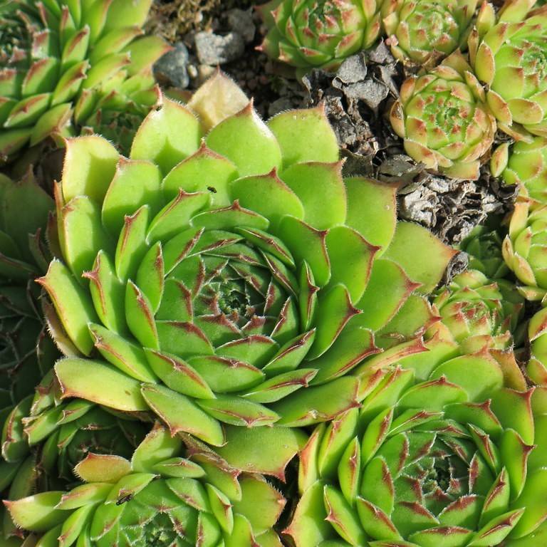 house leek (Sempervivum tectorum) plant