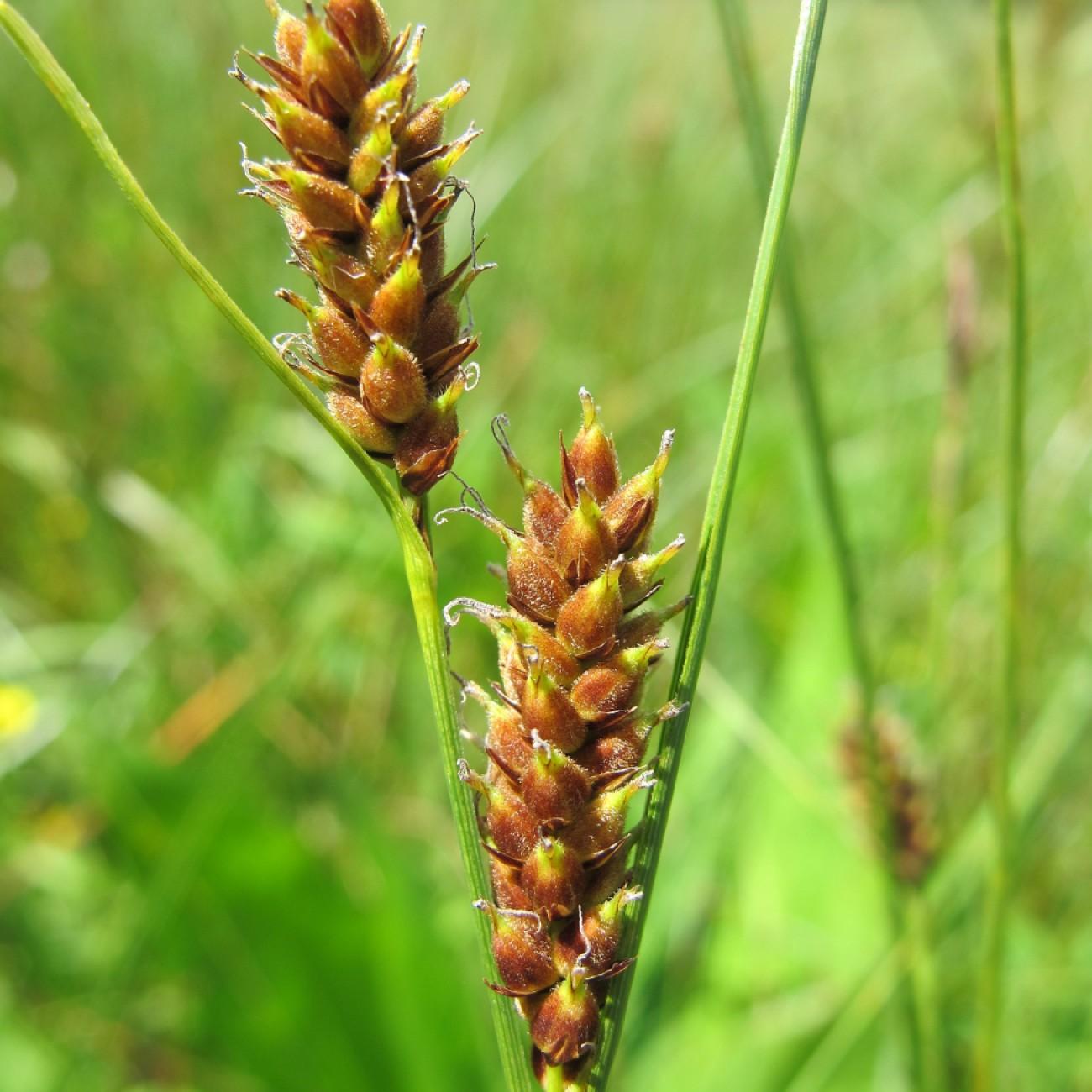 Hudson Bay Sedge (Carex heleonastes) plant