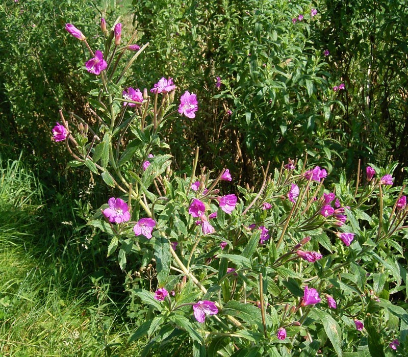 hummingbird's trumpet (Epilobium californica 'Bowman') plant — close-up photo
