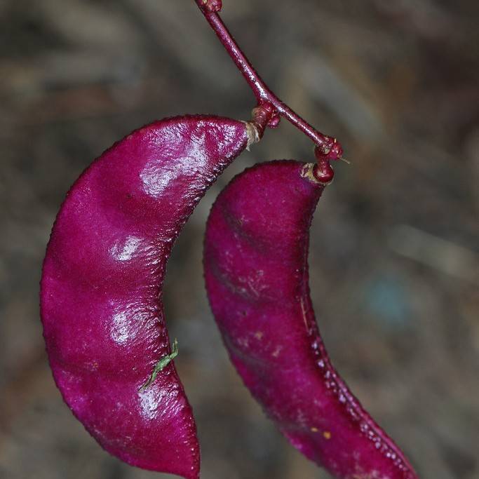 hyacinth bean (Lablab purpureus) plant