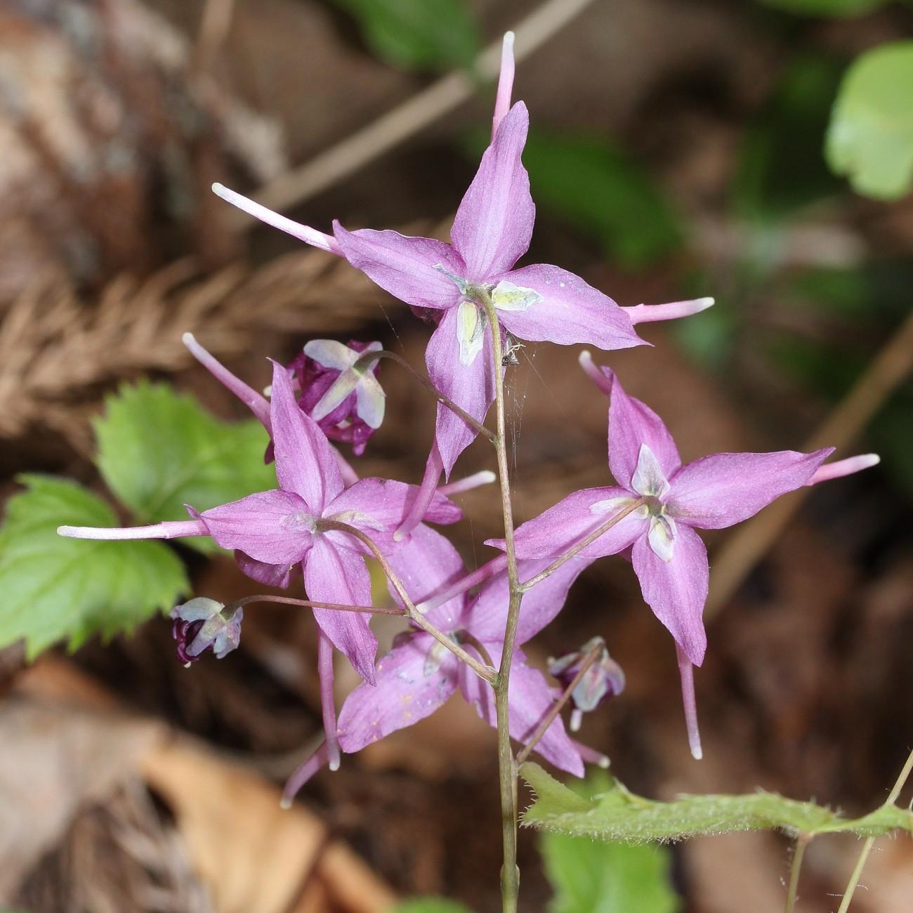 hybrid barrenwort (Epimedium (hybrid cvs.)) plant