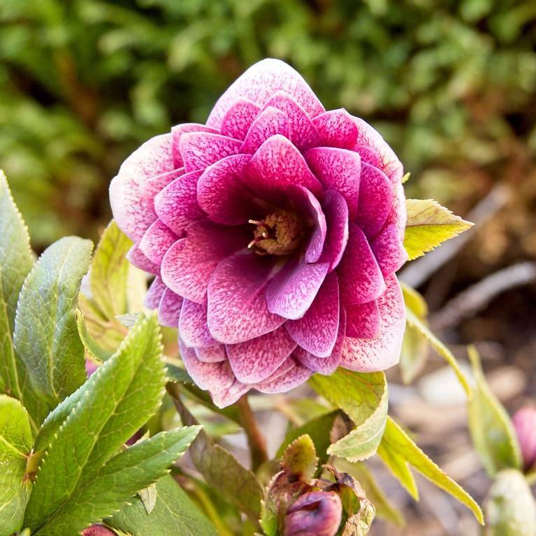 hybrid Lenten rose (Helleborus x hybridus) plant