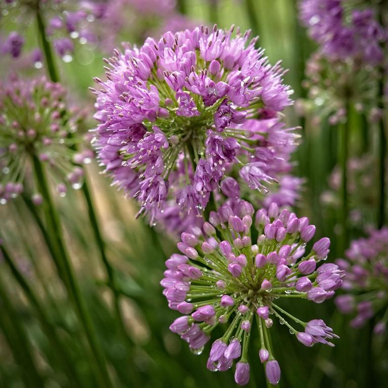 hybrid ornamental onion (Allium (incl. hybrids)) plant