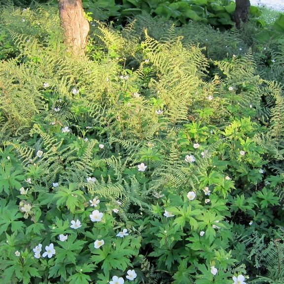 hybrid painted fern (Athyrium 'Ocean's Fury') plant — close-up photo