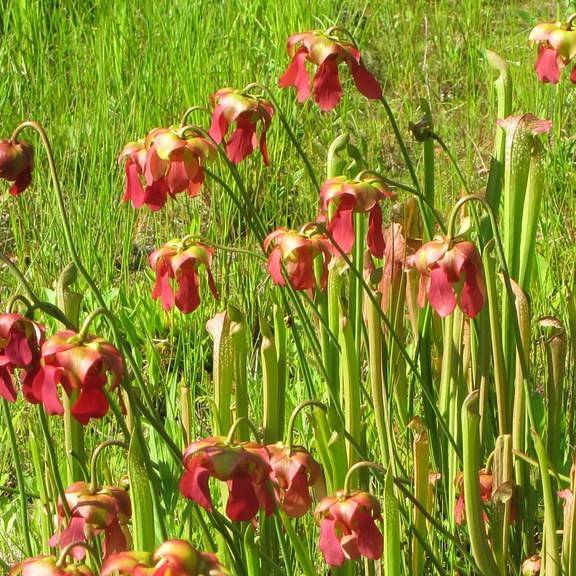 hybrid pitcher plant (Sarracenia excellens) plant