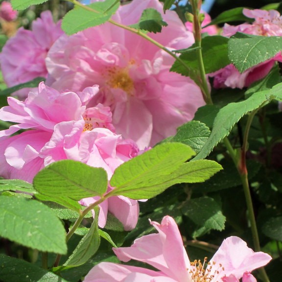 hybrid rugosa rose (Rosa 'Thérèse Bugnet') plant