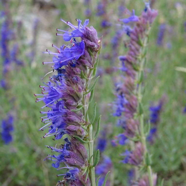 hyssop (Hyssopus officinalis) plant
