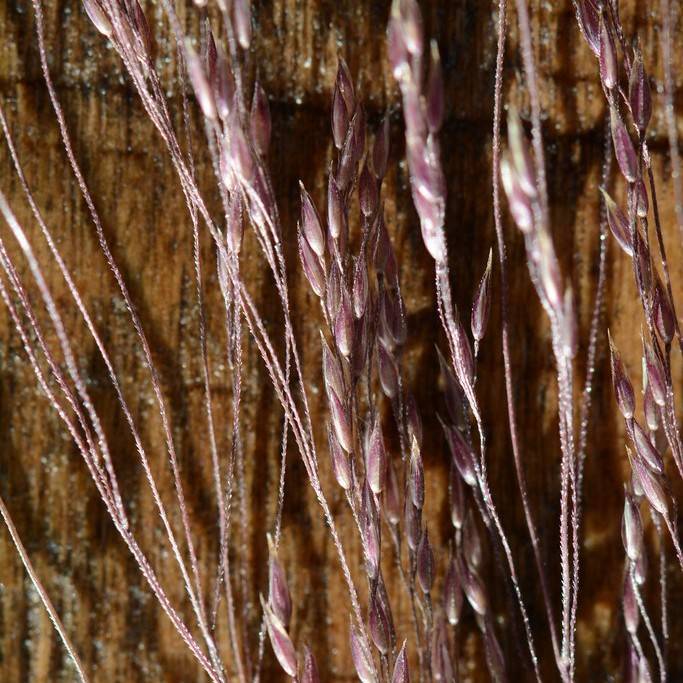 Idaho Bentgrass (Agrostis idahoensis) plant