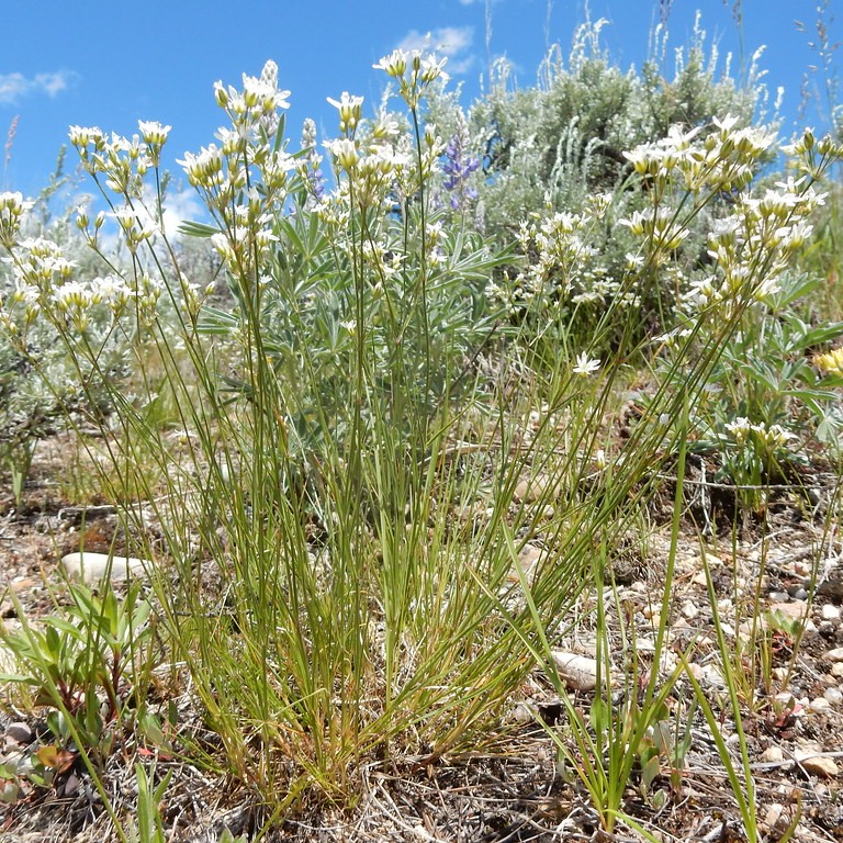 Idaho fescue (Festuca idahoensis) plant