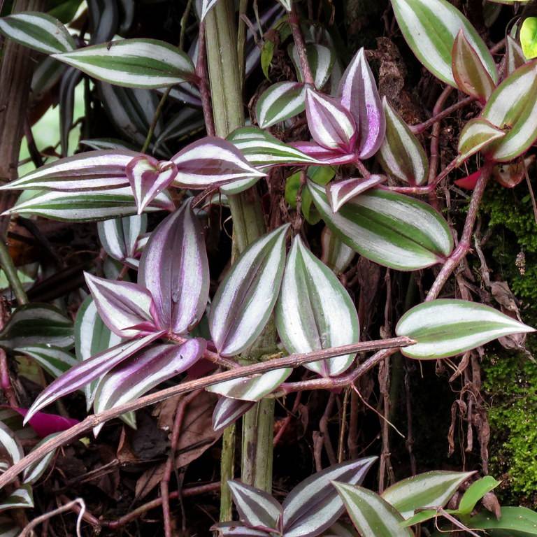 inch plant (Tradescantia zebrina) plant