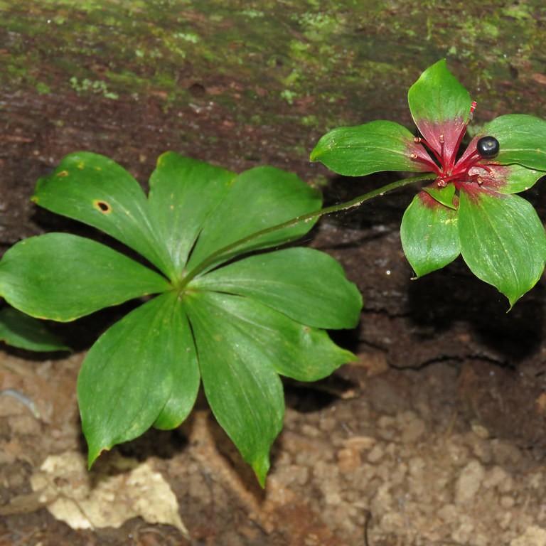 Indian cucumber root (Medeola virginiana) plant