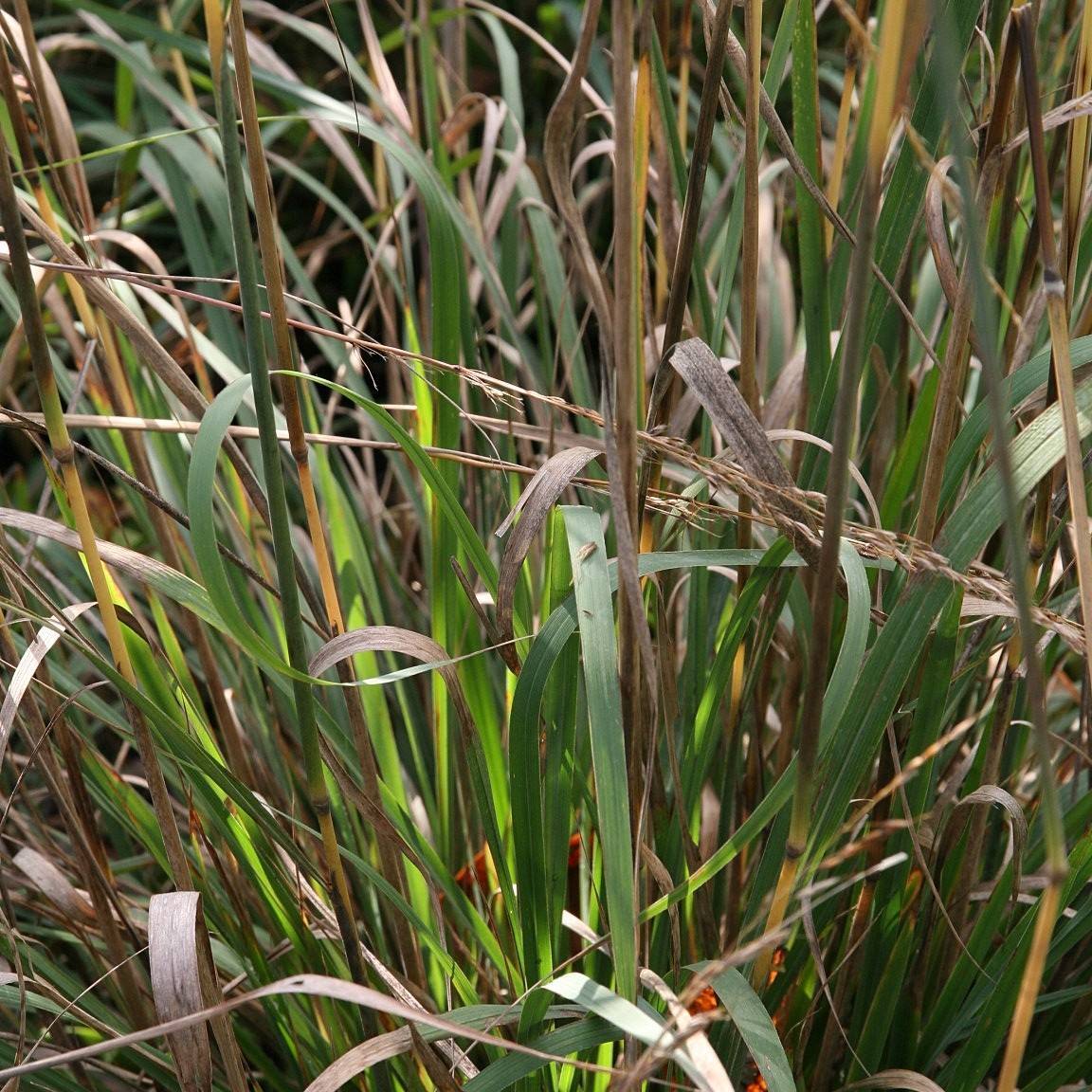 Indian grass (Sorghastrum nutans 'Sioux Blue') plant