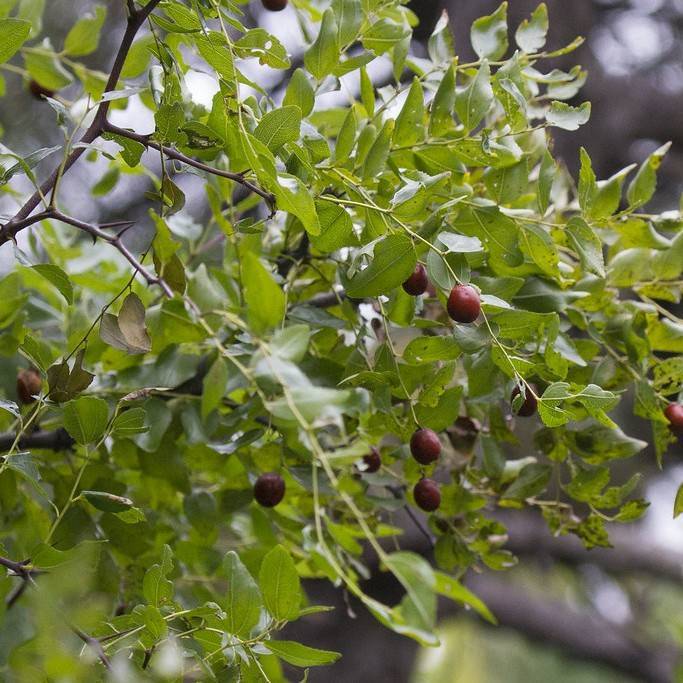Indian jujube (Ziziphus jujuba) plant
