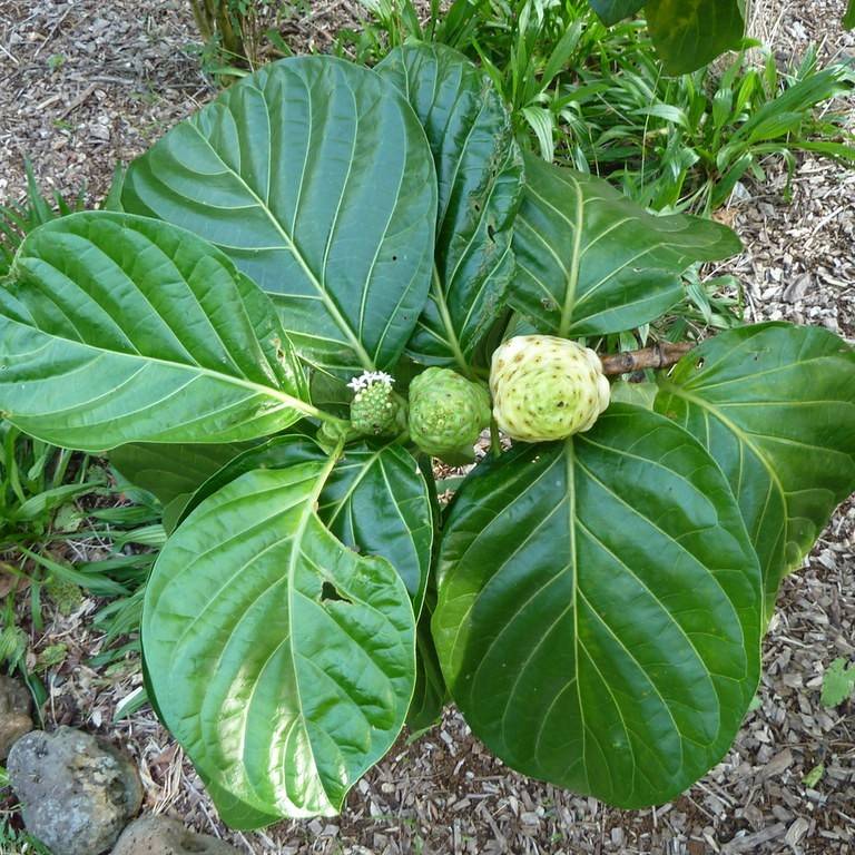 Indian mulberry (Morinda citrifolia) plant