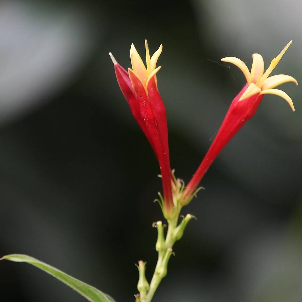 Indian pink (Spigelia marilandica 'Little Redhead') plant