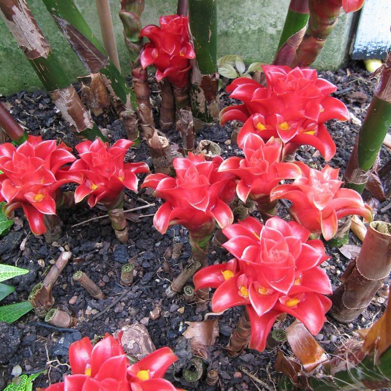 Indonesian wax ginger (Tapeinochilos ananassae) plant