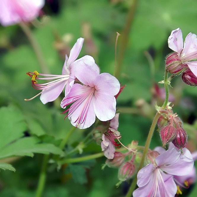 Ingwersen's Variety bigroot geranium (Geranium macrorrhizum 'Ingwersen's Variety') plant