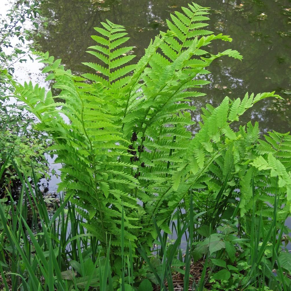 interrupted fern (Osmunda claytoniana) plant