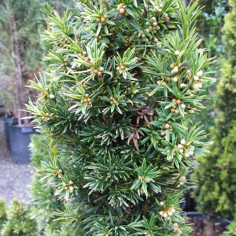 Irish yew (Taxus baccata 'Fastigiata') plant