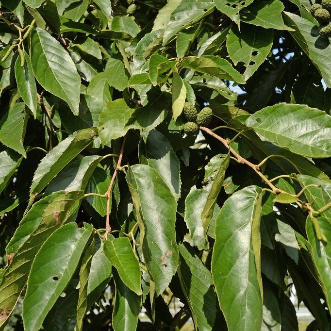 Italian alder (Alnus cordata) plant — close-up photo